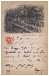 Jersey, Cabbage Stalks