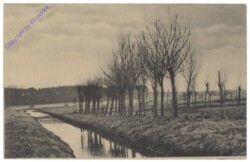 Bäume am Flussufer