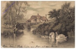 Schwäne am Teich
