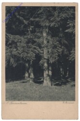 O Tannenbaum