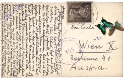 Stier auf der Strasse