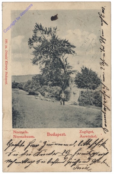 Budapest, Normabaum, Auwinkel