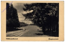 ak145792 Bükkszentkereszt, Fenyvesreszlet