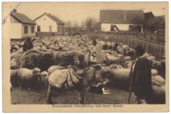 Allgemein, Rumän. Schafhirten mit ihrer Herde