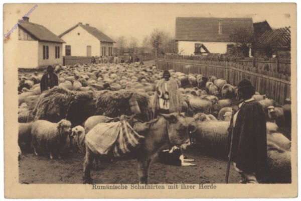 Allgemein, Rumän. Schafhirten mit ihrer Herde