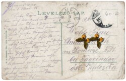 ak146682a Timisoara (Temeschburg), Liget