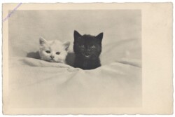 ak146698 Katzen im Bett