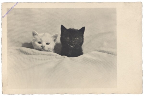 ak146698 Katzen im Bett