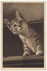 Katze schaut um die Ecke
