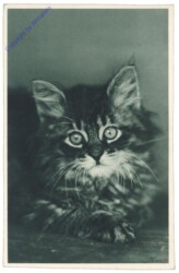 Katze