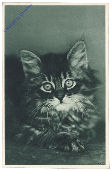 ak146700 Katze
