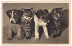 Katzen und Hunde