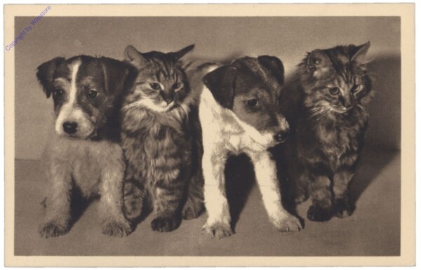 Katzen und Hunde