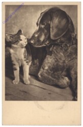 Schnautze an Schnautze