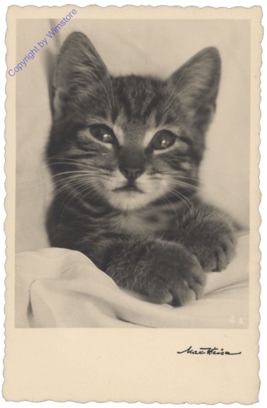 ak146709 Katze im Bett