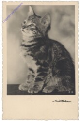 ak146710 Katze