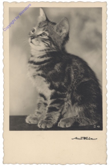 ak146710 Katze