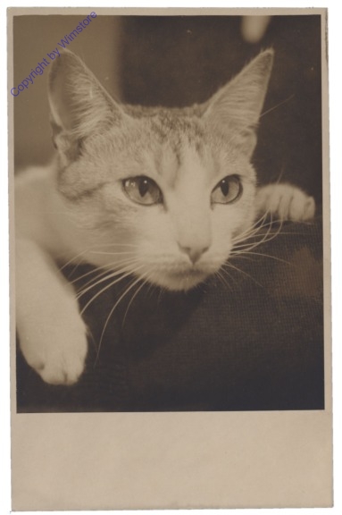 ak146711 Katze