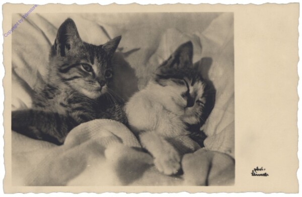 Zwei Katzen im Bett