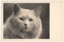 Katze