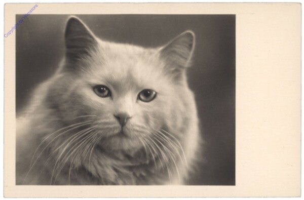 Katze