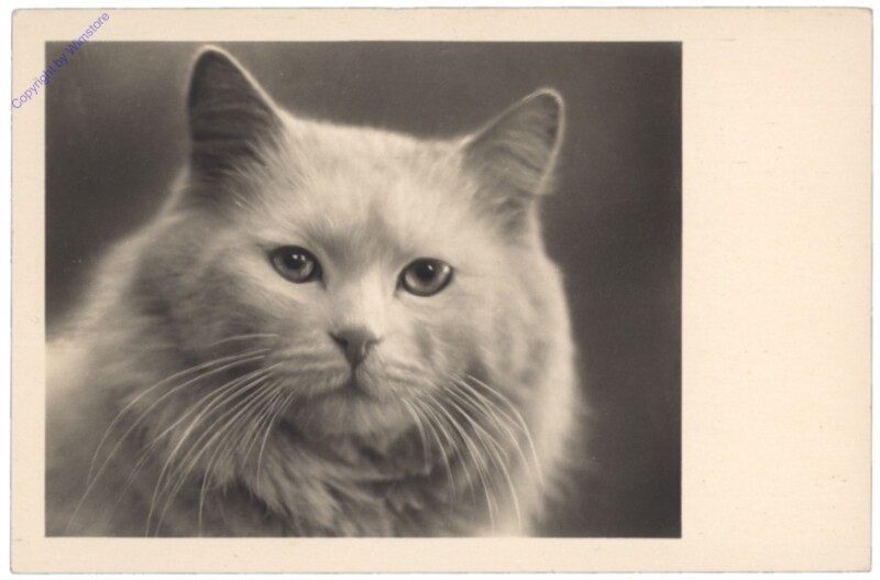 ak146715 Katze