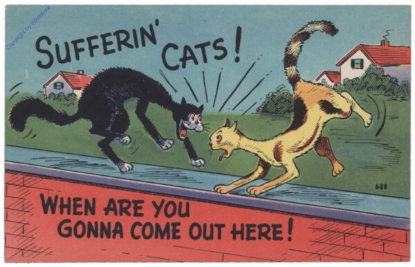 Sufferin' Cats! When are you gonna come out here!