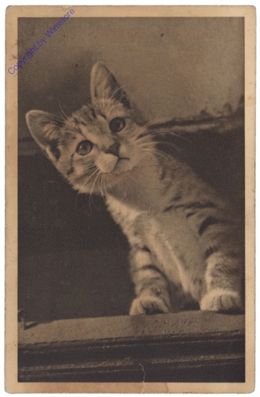 ak146719 Katze schaut um die Ecke