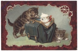 Katzen spielen im Koffer