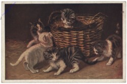 Katzen im Korb