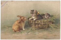 ak146724 Katzen mit Hase