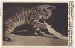 Katze spielt mit Feder
