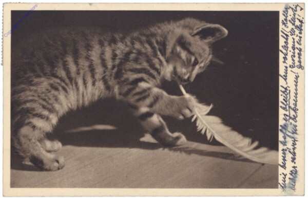 Katze spielt mit Feder