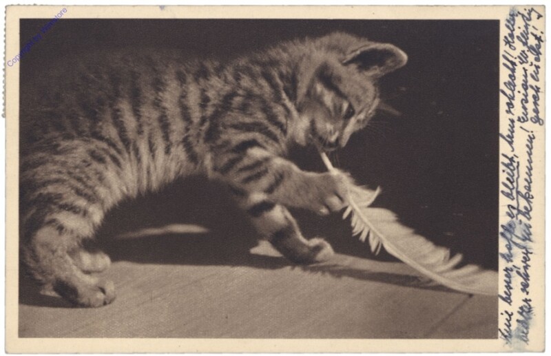 ak146729 Katze spielt mit Feder
