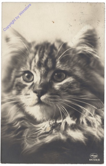 ak146731 Katzenportrait