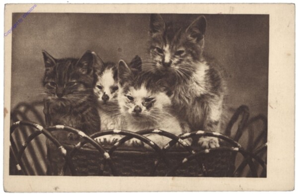 Katzen im Korb