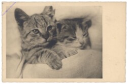 ak146733 Katzen im Bett