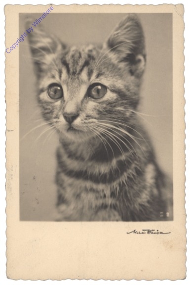 ak146734 Katze