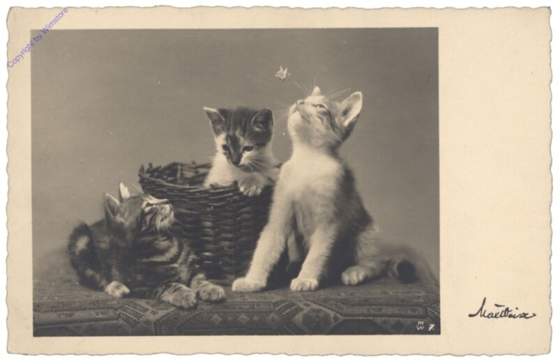 ak146736 Katzen im Korb