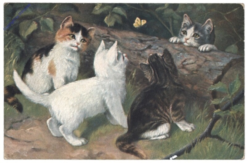 ak146739 Katzen spielen