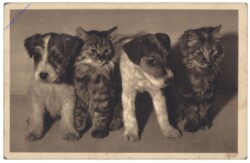 Katzen und Hunde