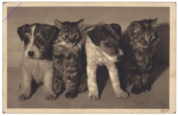 Katzen und Hunde