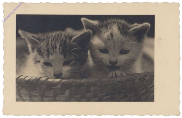 ak146743 Katzen im Korb