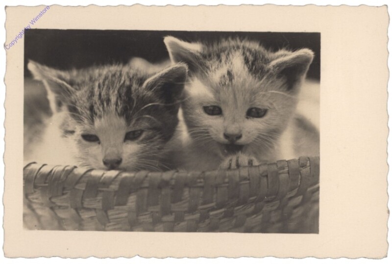 ak146747 Katzen im Korb