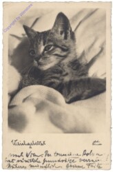 ak146750 Katze im Bett