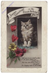 Katze