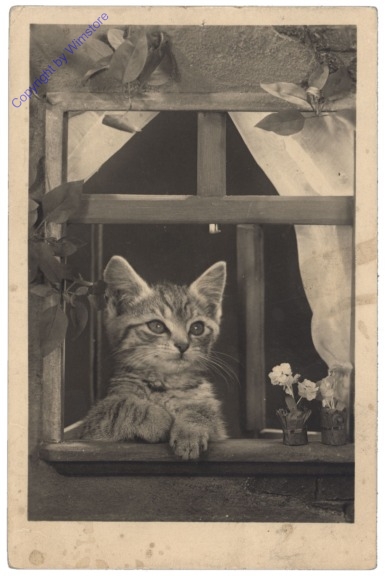 ak146758 Katze sieht aus dem Fenster
