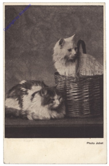 ak146771 Katzen im Korb