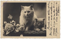 ak146773 Katzen im Korb