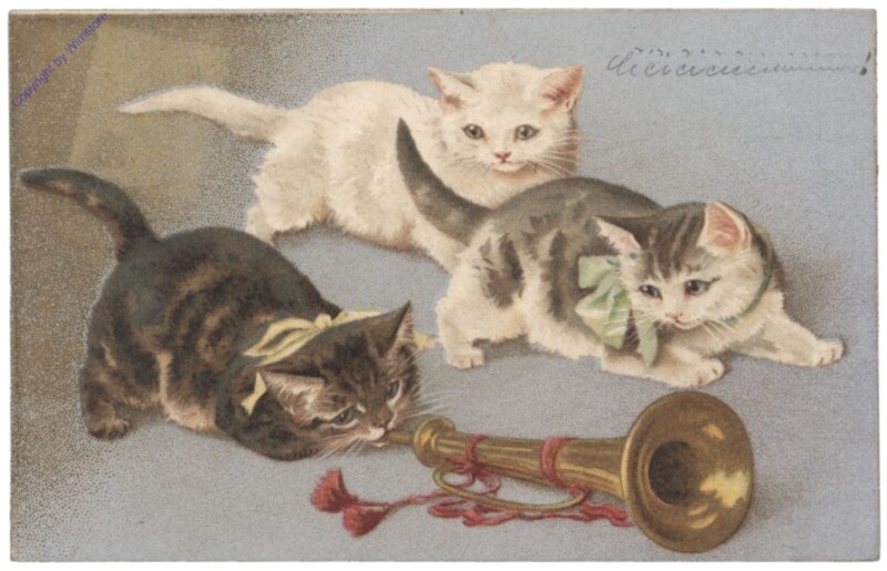 ak146778 Katzen mit Trompete